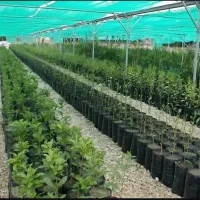 آغاز فروش نهال های خاص و اصل از میاندواب