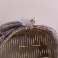 عروس هلندی مولدوتازدانخور وسرلاکی