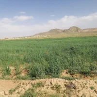زمین زراعی حاصلخیز جاده خرامه|فروش دفتر صنعتی، کشاورزی، تجاری|شیراز, سعدیه شمالی|دیوار