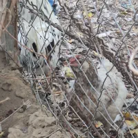 مرغ و خروس گلین کاکل ریش چهل تاج اصیل|حیوانات مزرعه|شهریار, رضی آباد بالا|دیوار