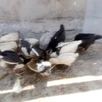 جوجه 3ماهه گلین اصل|پرنده|فرخ‌شهر, |دیوار