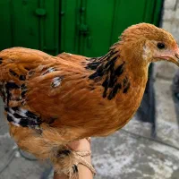آگهی خروس ومرغ