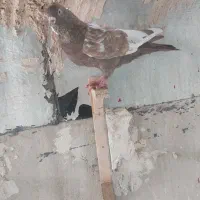 کبوتر پرشی