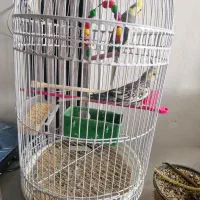 یک جفت عروس هلندی