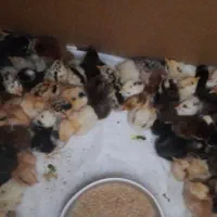 جوجه محلی اصل اصل