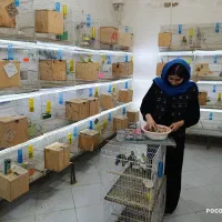 پرورش خانم اقامولد جوجه نرماده کوتوله عروس گرینچیک