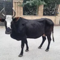 فروش گاو|حیوانات مزرعه|نوشهر, |دیوار