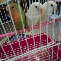 طوطی برزیلی جوجه ۳ ماهه