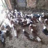 کفتر