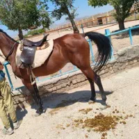 مادیان پر خون|اسب و تجهیزات اسبسواری|ساوه, |دیوار