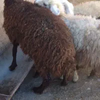 گوسفند. بره ماده نازار|حیوانات مزرعه|بروجرد, |دیوار