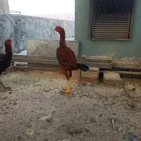 خروس لاری|حیوانات مزرعه|دره شهر, |دیوار