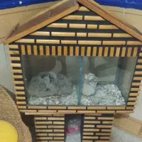 اکواریوم بهمراه کمد|ماهی|زابل, |دیوار