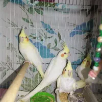 طوطی هلندی لوتینو|پرنده|بابل, |دیوار