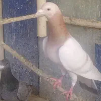 کبوتر هفت رنگ سرور