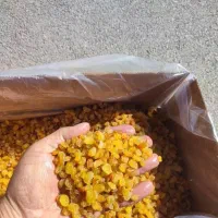 کشمش و سایه خشک|خوردنی و آشامیدنی|تهران, میدان میوه و تره‌بار مرکزی|دیوار