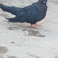 کبوتر|پرنده|میاندوآب, |دیوار