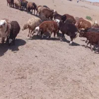 سلام دوستان 15عدد میش زاییده بره ها جفت 85تا90کیلو