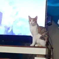 گربه ماده خانگی مجانی با ادب|گربه|بجنورد, |دیوار