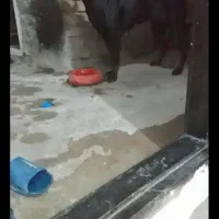 رتوایلر اصیل ماده|سگ|فاضل آباد, |دیوار