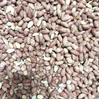 بادام زمینی آستانه اشرفیه