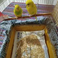 یه جفت مرغ عشق جوان و سرحال دوتا تخم هم کرده