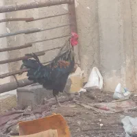خروس‌
