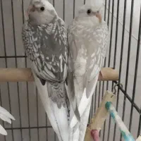 طوطی عروس|پرنده|رشت, رودباری|دیوار