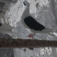 کبوتر رنگی|پرنده|کلاله, |دیوار