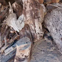 چوب گردو|مصالح و تجهیزات ساختمان|بیرجند, |دیوار