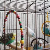 فروش مرغ عشق مولد|پرنده|اصفهان, باغ دریاچه|دیوار