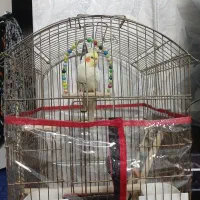 یک دونه عروس هلندی لوتینو