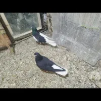 کبوتر|پرنده|تاکستان, |دیوار