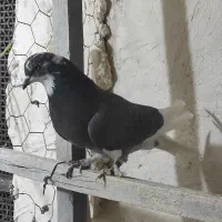 کفتر|پرنده|نهاوند, |دیوار