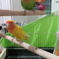 طوطی برزیلی جفت|پرنده|تهران, وردآورد|دیوار