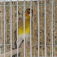 سهره دهن|پرنده|بروجرد, |دیوار