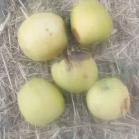 سیب پادرختی ضایعات