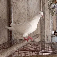 تعدادی کبوتر شهرستان|پرنده|گنبد کاووس, |دیوار