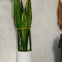 گل آپارتمانی زیبا|گل و گیاه طبیعی|کوچصفهان, |دیوار