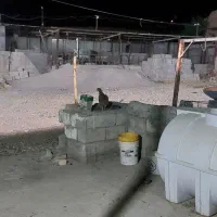 نگبان با خانواده برای گاوداری