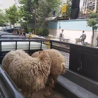 گوسفند زنده ی حاج موسی|حیوانات مزرعه|کرج, جهان‌شهر|دیوار