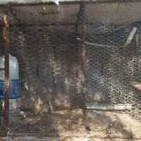 قفس مرغ وخروس