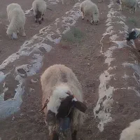 سلام 20جفت میش جفتی 30|حیوانات مزرعه|شهرضا, |دیوار