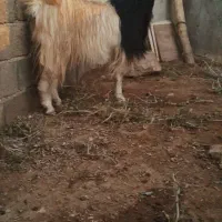 یه عدد بز دو دندان