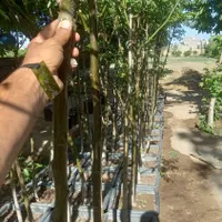 نهال سه ساله گردو اصلاح شده پر بار|خدمات باغبانی و درختکاری|تهران, شهر‌زیبا|دیوار