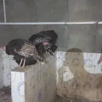 فروش بوقلمو|حیوانات مزرعه|بهارستان, |دیوار