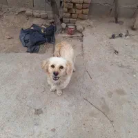 سگ پا کوتاه با مزه شیطون