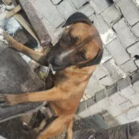 پیتبول کنکورسو گم شده در شاندیز|حیوانات|شاندیز, |دیوار