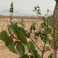 باغ دنج 800 متری با درختان مثمر|فروش دفتر صنعتی، کشاورزی، تجاری|بروجن, |دیوار