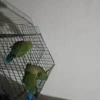 طوطی برزیلی|پرنده|ماهدشت, |دیوار